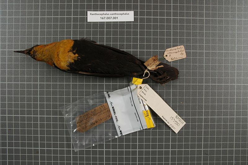 File:Naturalis Biodiversity Center - RMNH.AVES.153500 1 - Xanthocephalus xanthocephalus (Bonaparte, 1826) - Icteridae - bird skin specimen.jpeg