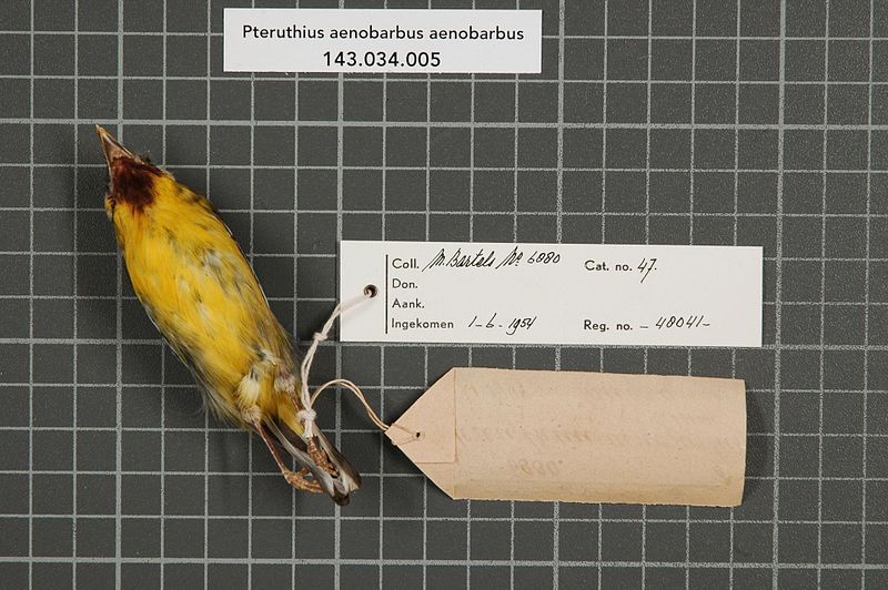 File:Naturalis Biodiversity Center - RMNH.AVES.48041 2 - Pteruthius aenobarbus aenobarbus (Temminck, 1835) - Timaliidae - bird skin specimen.jpeg