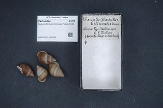 <i>Partula bilineata</i> Species of gastropod