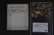 מרכז המגוון הביולוגי נטורליס - RMNH.MOL.329287 - Lepeta caeca (מולר, 1776) - Lepetidae - Mollusc shell.jpeg