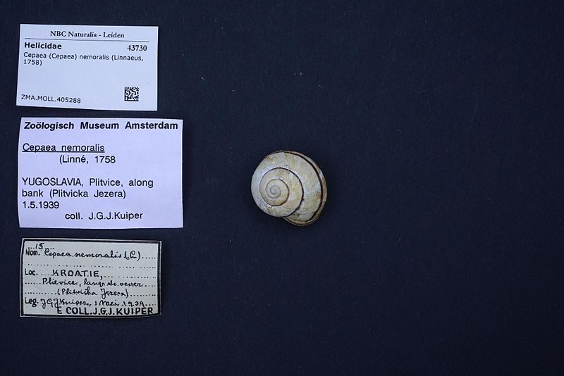 File:Naturalis Biodiversity Center - ZMA.MOLL.405288 - Cepaea (Cepaea) nemoralis (Linnaeus, 1758) - Helicidae - Mollusc shell.jpeg