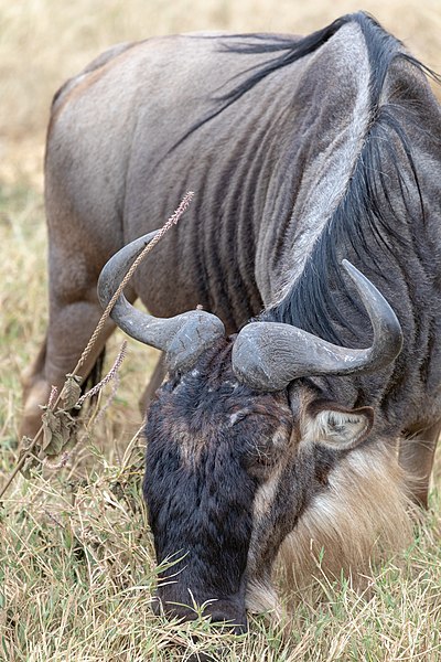 File:Nature of Ngorongoro Conservation Area (47).jpg