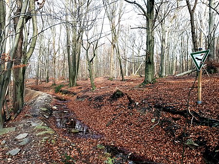 Naturwaldzelle Kreitzberg