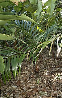 <i>Neonicholsonia</i> Genus of palms