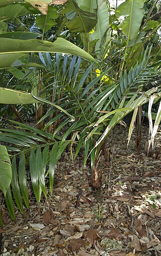 <i>Neonicholsonia</i> Genus of palms