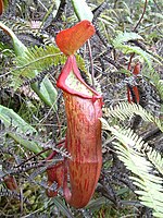 Nepenthes New Guinea5.jpg