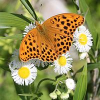 ハルジオンを吸蜜中のクモガタヒョウモンのオス、伊吹山（滋賀県米原市、2016年5月15日）にて