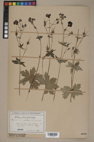 File:Neuchâtel Herbarium - Geranium phaeum - NEU000042365.jpg