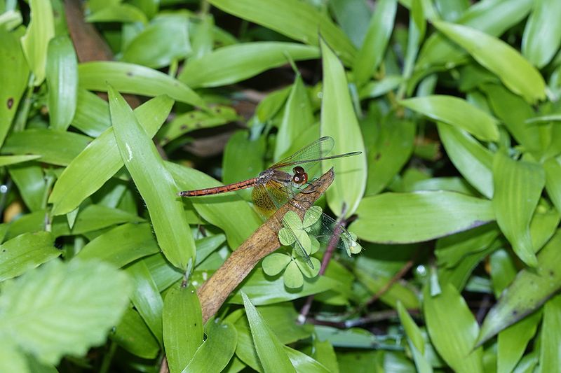 File:Neurothemis intermedia male 2526.jpg