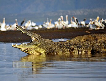 Nile Crocodile (Crocodylus niloticus)