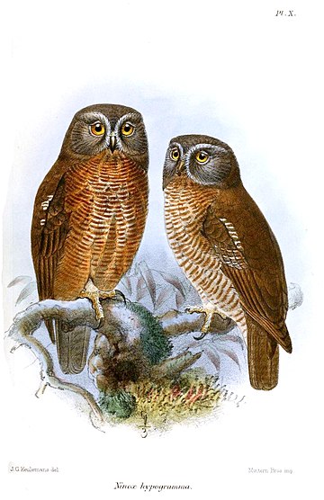 Ninox squamipila