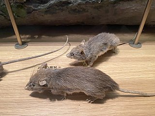 <span class="mw-page-title-main">Oldfield white-bellied rat</span> Species of rodent