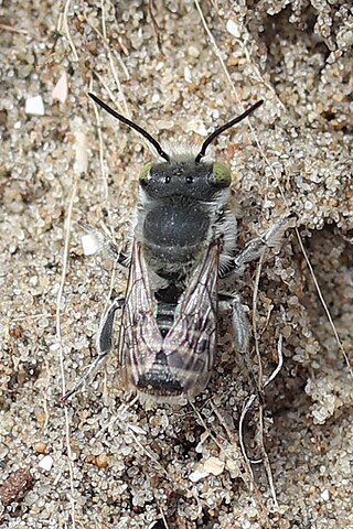 <i>Megachile leachella</i> Species of leafcutter bee (Megachile)