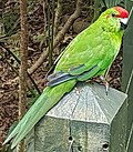 Thumbnail for Norfolk parakeet