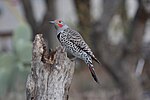 Thumbnail for File:Northern Flicker (Red-shafted).jpg