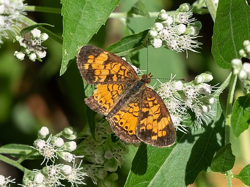 Phyciodes cocyta (northern crescent), Brooklyn Botanic Garden