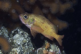 <i>Sebastes viviparus</i> Species of fish
