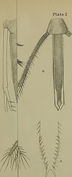 File:Notes on some rare and interesting marine crustacea (1904) (14596862569).jpg