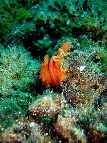 Nudibranch Kreta 2009.jpg
