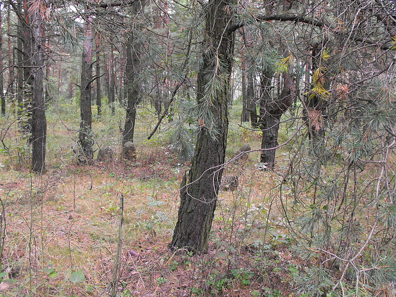 File:Old Jewish cemetery Starobin 02.jpg