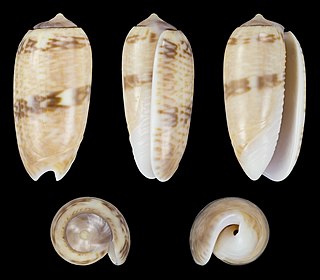 <i>Oliva sidelia</i> Species of gastropod