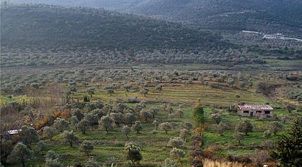 Olive groves in Western-Syria, Homs Governorate.