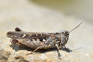 <i>Omocestus raymondi</i> Species of grasshopper