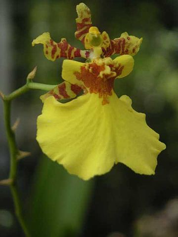 Oncidium