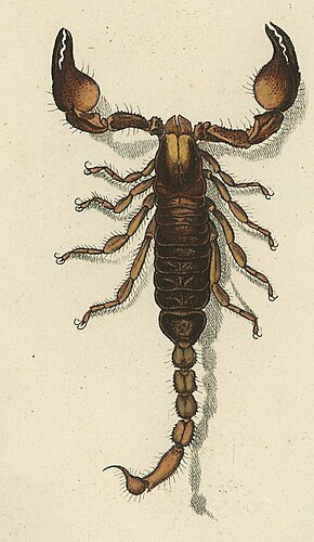 A kép leírása Opistophthalmus capensis 1800.jpg.