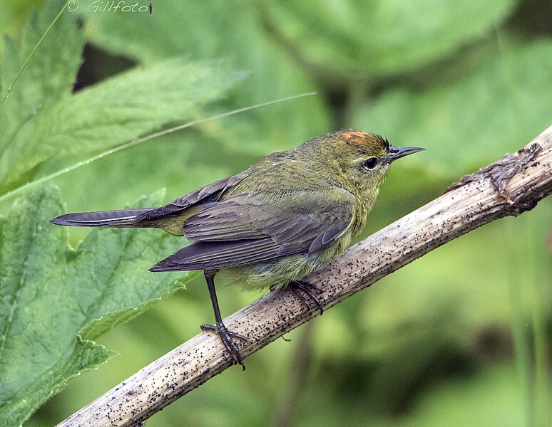 File:Orange-crowned Warbler 344 (35831754345).jpg