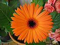 a orange coloured flower