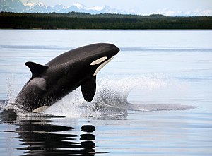 Orcas & humpbacks (3730256151).jpg