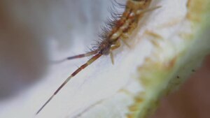 Orchesella flavcescens on fungus.ogv