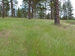 Photograph of a broad hillside in an open forest, with wagon rut depressions barely discernible through thick grass