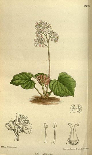 <i>Oresitrophe</i> Genus of plants