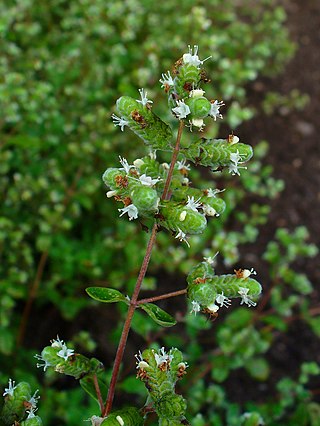 <span class="mw-page-title-main">Marjoram</span> Perennial herb