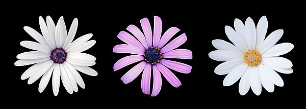   Three varieties of Osteospermum ecklonis flower