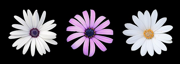 Osteospermum flowers