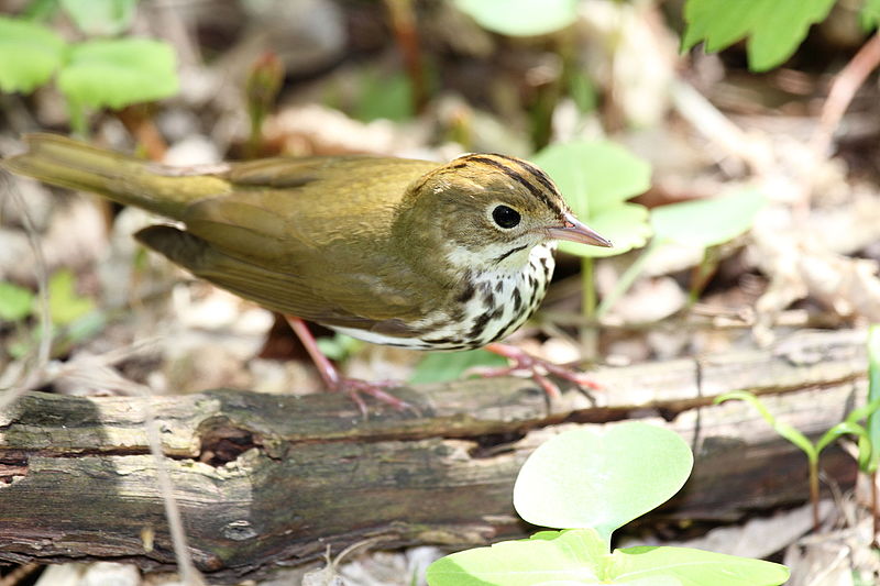 Ovenbird - Wikipedia