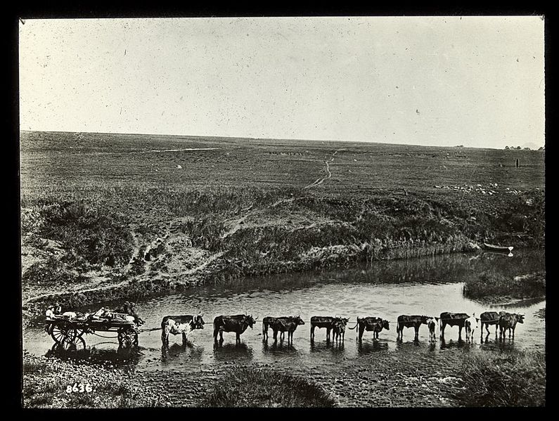 File:Ox-wagon crossing the water.jpg