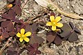 Horn-Sauerklee (Oxalis corniculata)