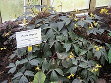 Oxalis ortgiesii - Berlin Botanik Bahçesi - IMG 8704.JPG