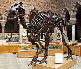 Копия скелета Edmontosaurus annectens (Музей естественной истории Оксфордского университета)