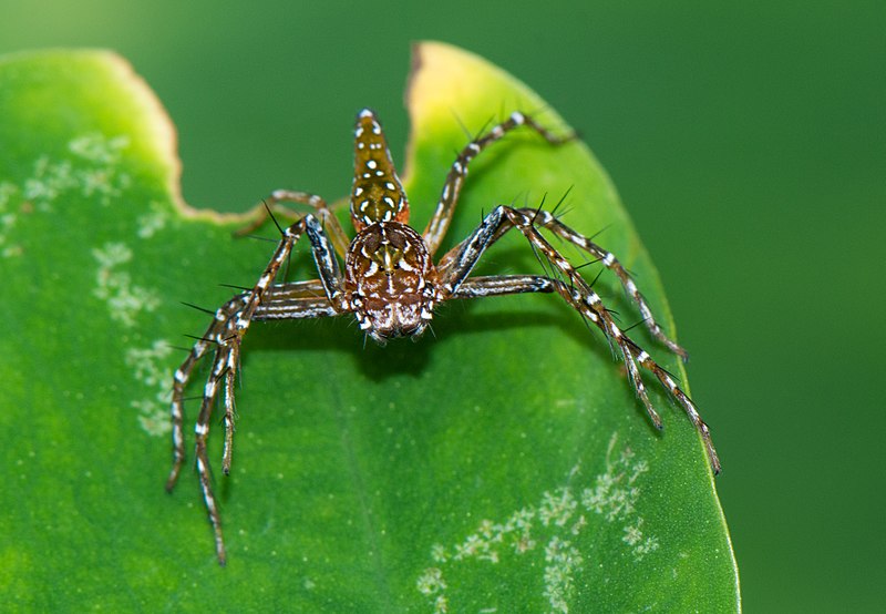 File:Oxyopes-ramosus-from-kottayam-kerala.jpg