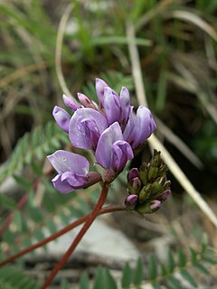 <i>Oxytropis</i> Genus of flowering plants in the pea and bean family Fabaceae