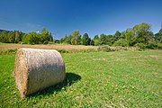 Čeština: Přírodní rezervace Bedřichovka, okres Rychnov nad Kněžnou