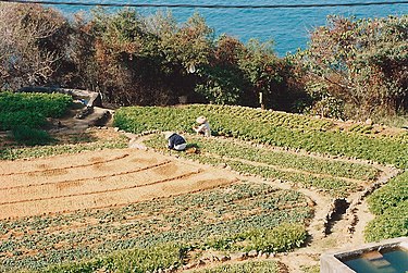 Market Garden Wikipedia