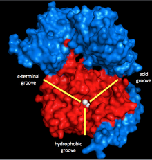 A 3D representation of PP1 (shown in red) and a portion of MYPT1 (shown in blue), with the manganese ion catalysts shown in white. The yellow lines mark the grooves that are critical for enzyme binding and catalysis. PP1 and a portion of MYPT1 with the Manganese ion catalysts 3D.png