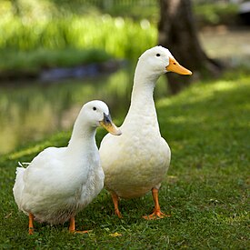 Pair of white domesticated ducks.jpg