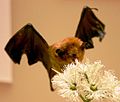 Palla's long-tongued bat, b.jpg